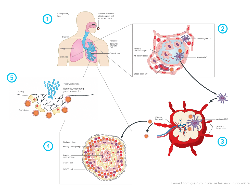 cycle of bacterial infection