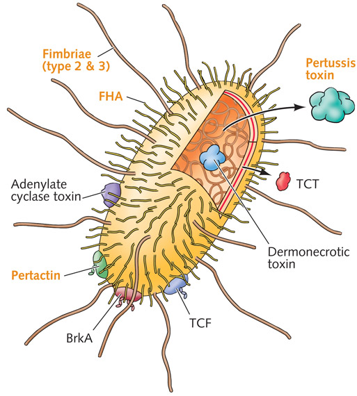 pertussis bacteria